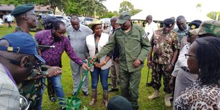 Tree planting