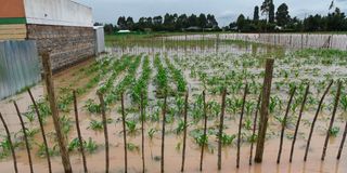 flooded farm