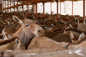 Donkeys