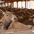 Donkeys