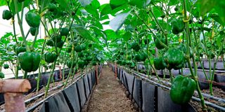 Capsicum