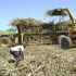 Sugarcane