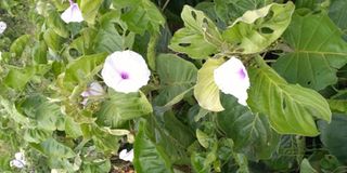 Ipomea plant