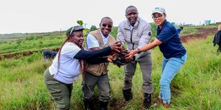 Tree planting