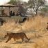 Ruaha pic