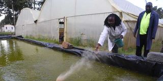 Fish farming