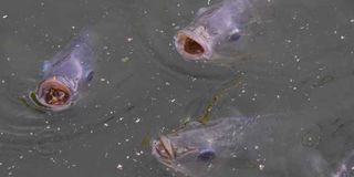Eldoret fish