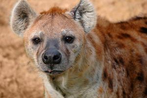 Hyena