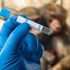 monkey vial virus