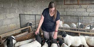 Dorper sheep farming