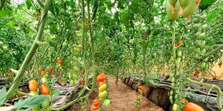 Vermi-Farm