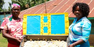 Avigwili Banana Processors