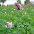 Potato farm