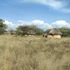 Kimalel goat auction grounds