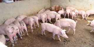 Pigs