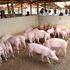 Pigs