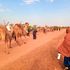 Camel caravan