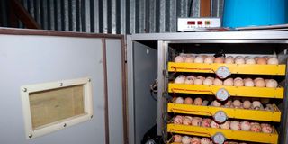 incubator