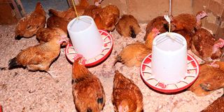 Chicken