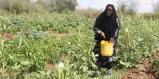 Amina Issa