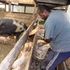 Pig farmer