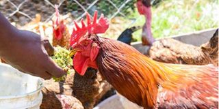 Chicken
