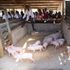 Pigs