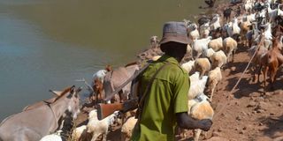 Herder