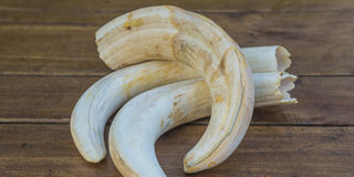 Rhino tusks.