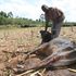 Injured cow
