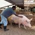 Pigs