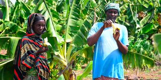 Banana farm
