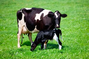 Cow and calf