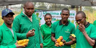 Ukulima Modern Seedlings and Nurseries