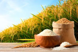 Rice