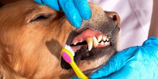 Brushing dogs teeth