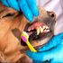 Brushing dogs teeth