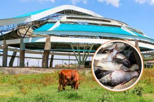 Karai fish market