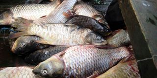 Fish