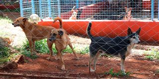 dogs