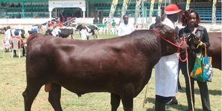 Hereford bull