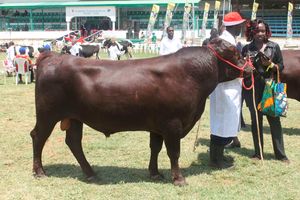 Hereford bull 