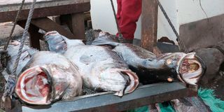 Fish