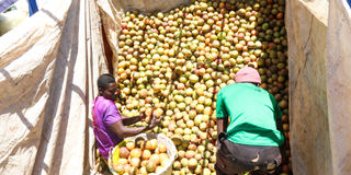 Mango traders