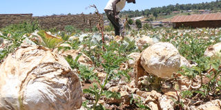 Cabbage farmer