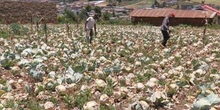 Cabbage farm