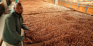 Macadamia factory