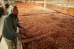 Macadamia factory