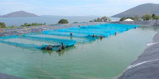 Fish pond