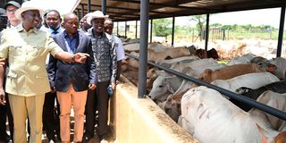 President William Ruto